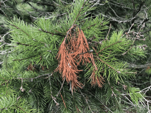 Diseases of the conifers in the photo and their treatment