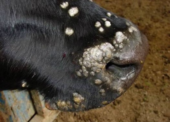 Diseases of the udder in cows and their treatment