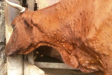 Diseases of the udder in cows and their treatment