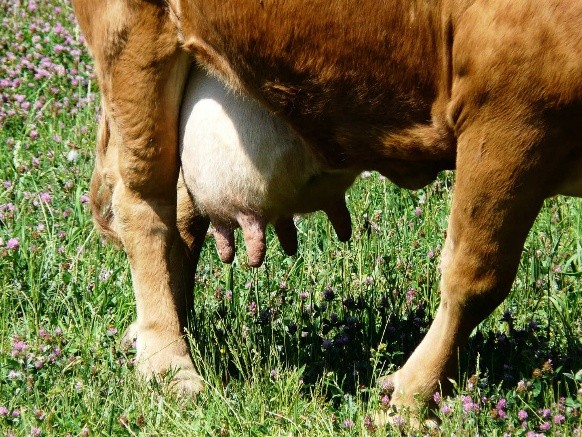 Diseases of the udder in cows and their treatment