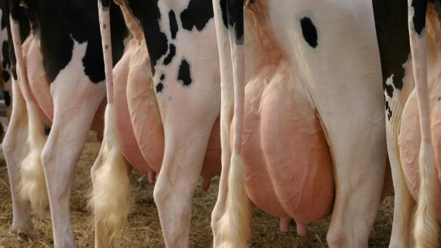 Diseases of the udder in cows and their treatment