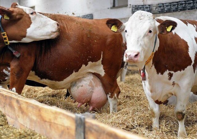 Diseases of the udder in cows and their treatment