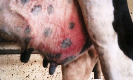 Diseases of the udder in cows and their treatment