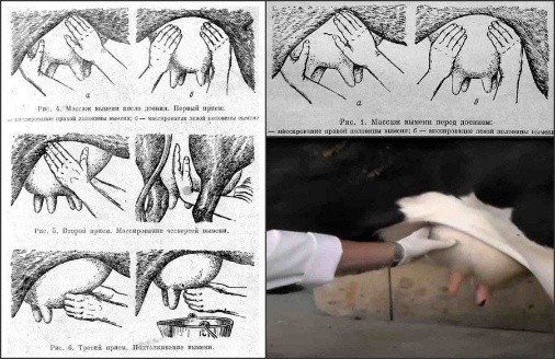 Diseases of the udder in cows and their treatment