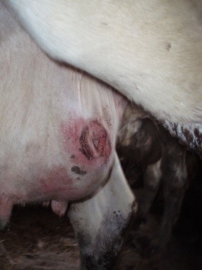 Diseases of the udder in cows and their treatment