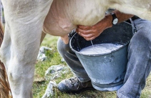 Diseases of the udder in cows and their treatment