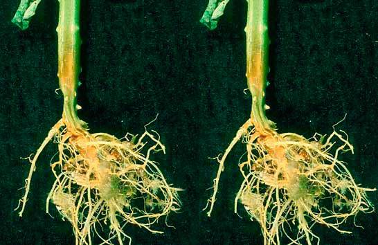 Diseases of tomato seedlings