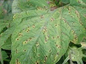 Diseases of tomato seedlings