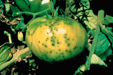 Diseases of tomato seedlings