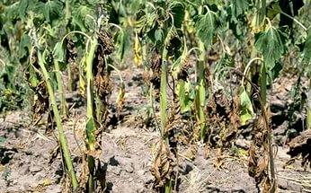 Diseases of tomato seedlings