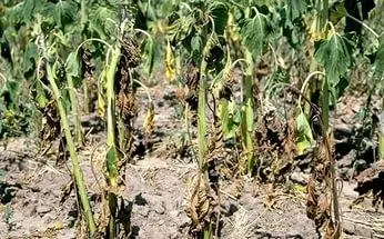 Diseases of tomato seedlings