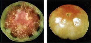 Diseases of tomato seedlings