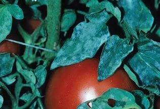 Diseases of tomato seedlings