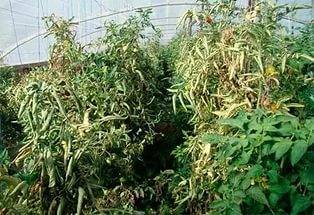 Diseases of tomato seedlings