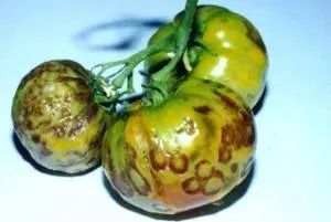 Diseases of tomato seedlings