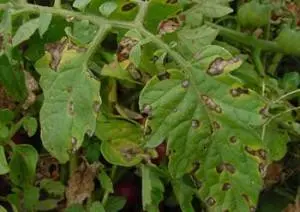 Diseases of tomato seedlings