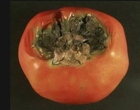 Diseases of tomato seedlings