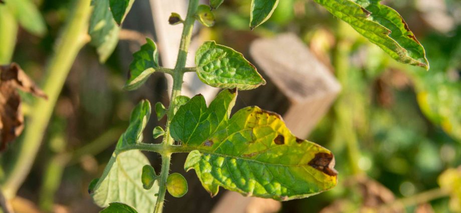 Diseases of tomato seedlings