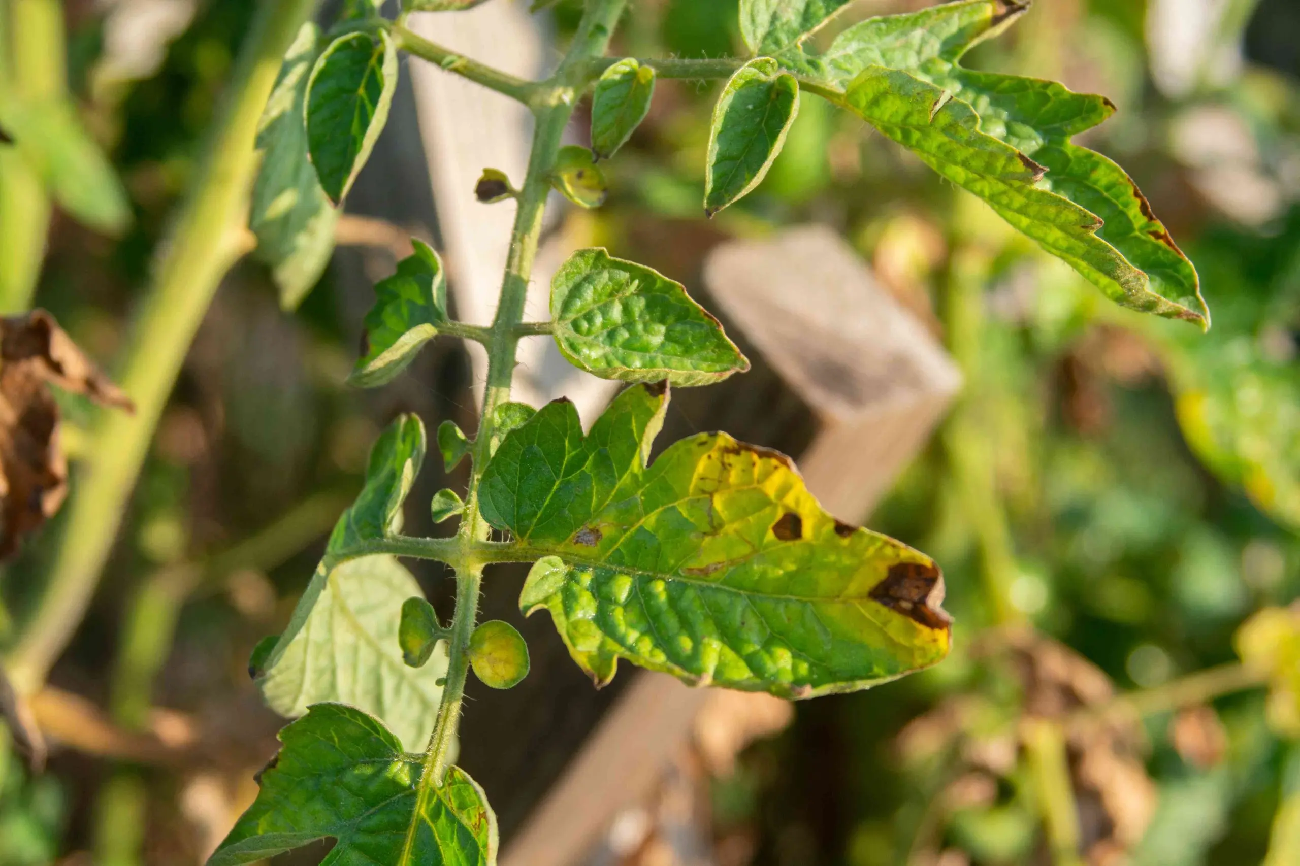 Diseases of tomato seedlings