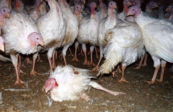 Diseases of turkeys, their signs and treatment 