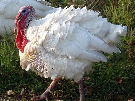 Diseases of turkeys, their signs and treatment 