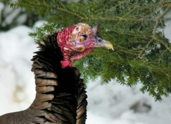 Diseases of turkeys, their signs and treatment 