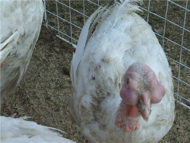 Diseases of turkeys, their signs and treatment 