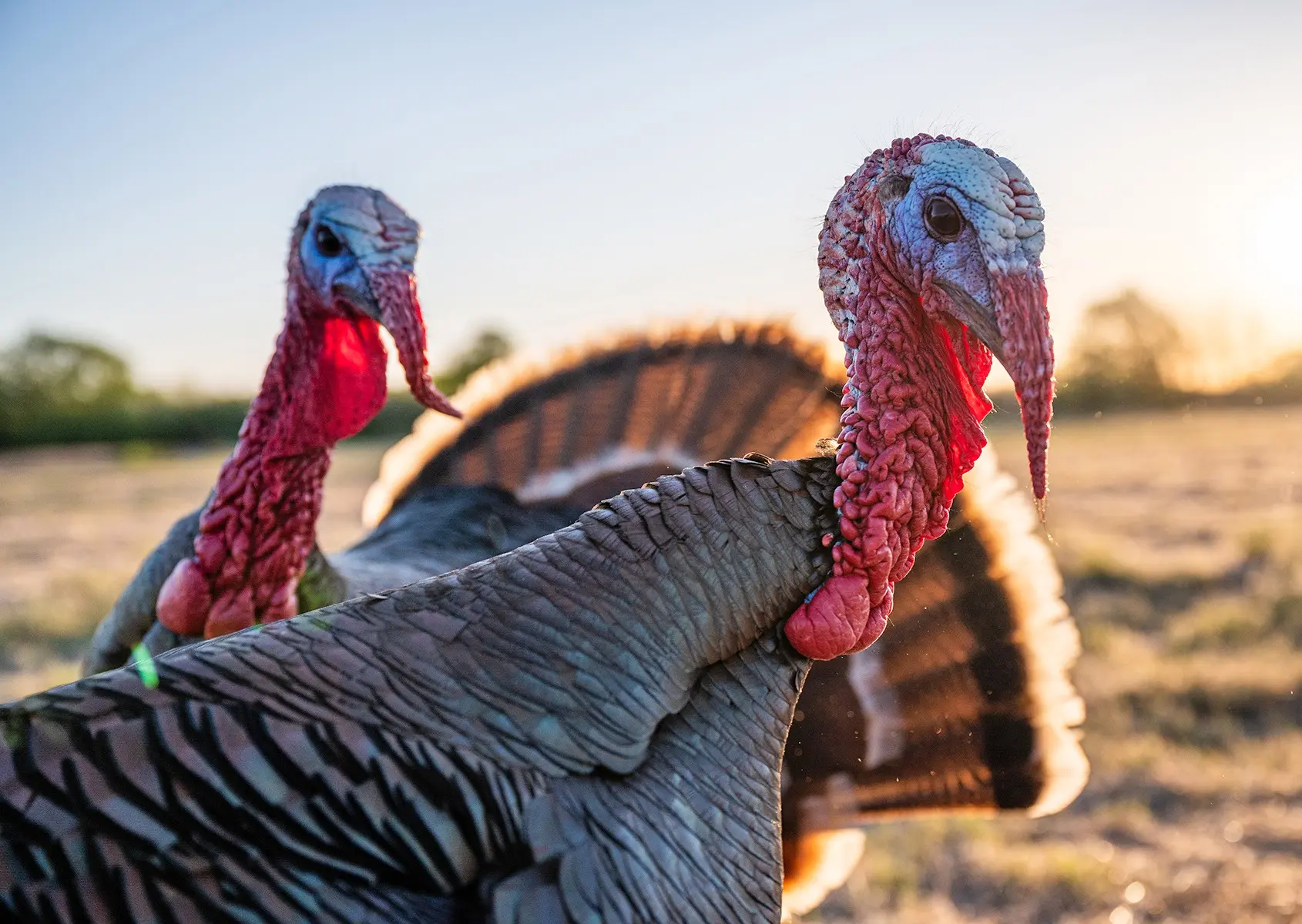 Diseases of turkeys, their signs and treatment 