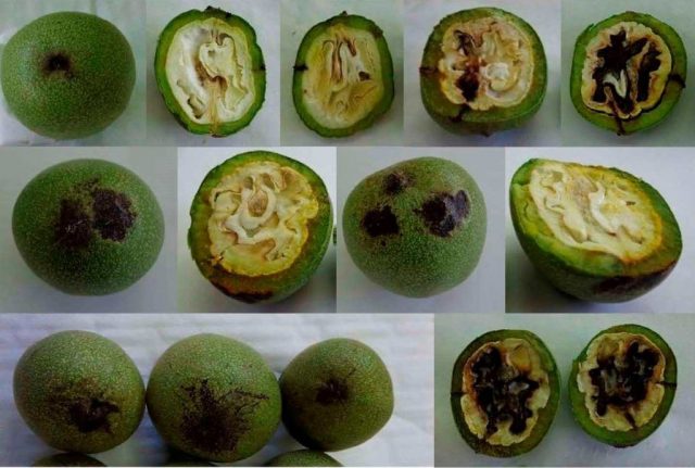 Diseases of walnut leaves