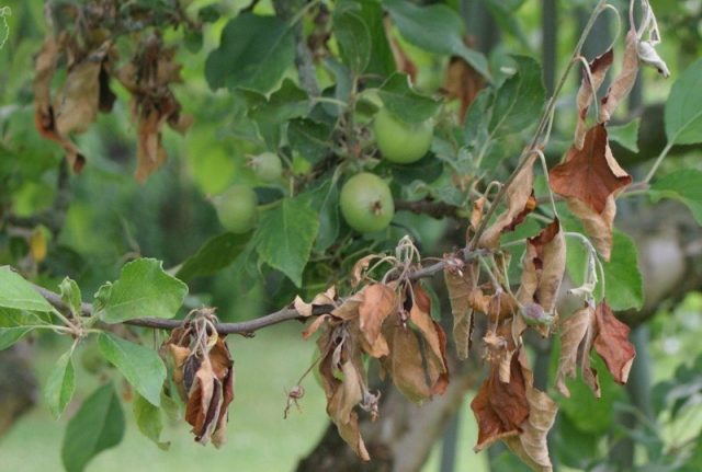 Diseases of walnut leaves