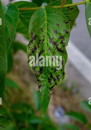 Diseases of walnut leaves