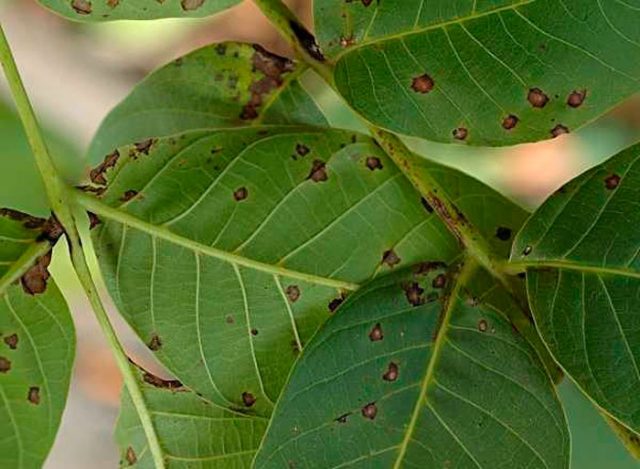 Diseases of walnut leaves