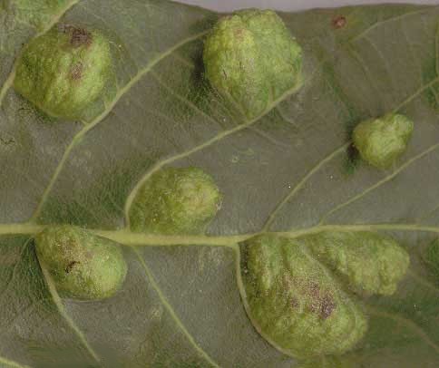 Diseases of walnut leaves