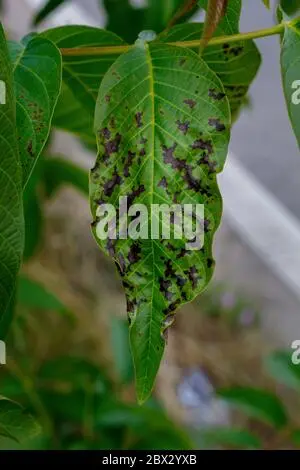 Diseases of walnut leaves