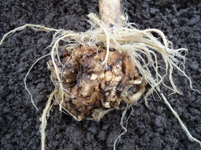 Diseases of white cabbage seedlings and their control