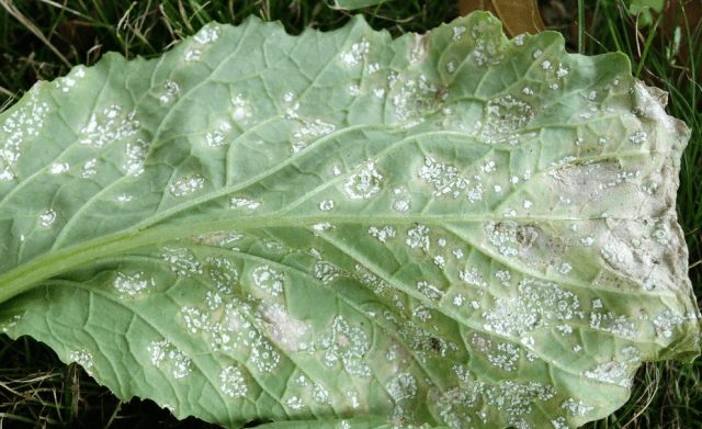 Diseases of white cabbage seedlings and their control