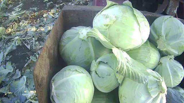 Diseases of white cabbage seedlings and their control