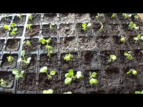 Diseases of white cabbage seedlings and their control