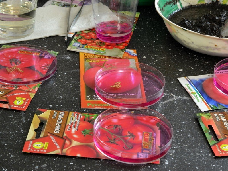 Disinfection of tomato seeds: technology with photo