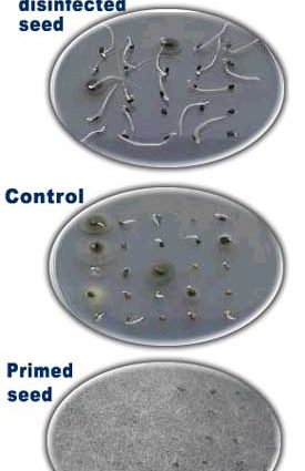 Disinfection of tomato seeds: technology with photo