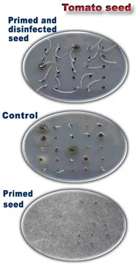 Disinfection of tomato seeds: technology with photo