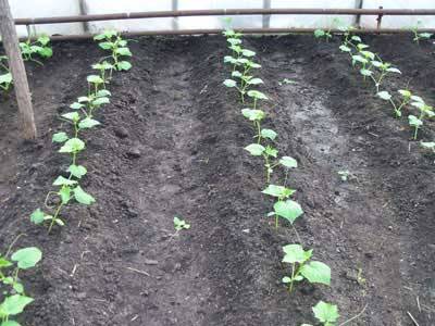 Distance between cucumbers when planting