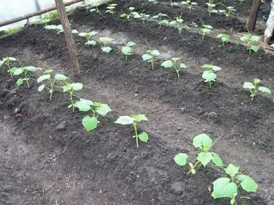 Distance between cucumbers when planting