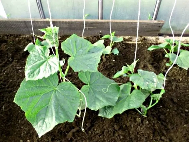 Distance between cucumbers when planting