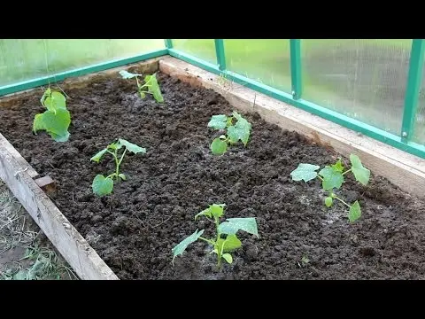 Distance between cucumbers when planting