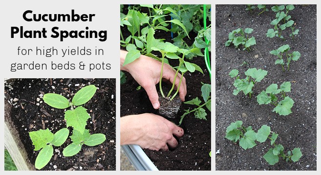 Distance between cucumbers when planting