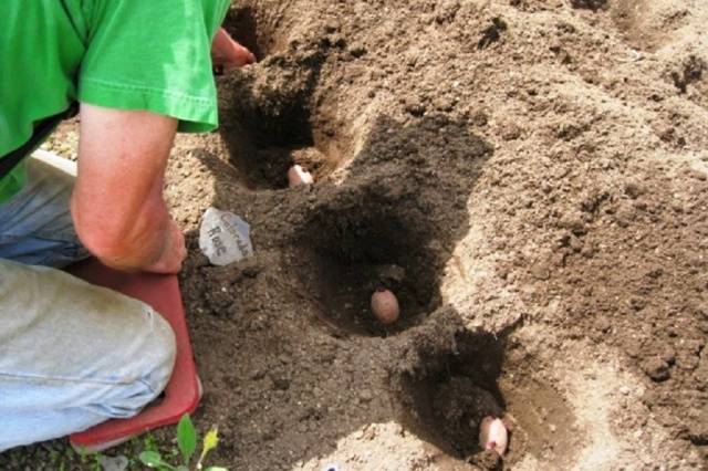 Distance between rows when planting potatoes