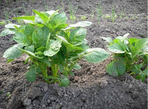 Distance between rows when planting potatoes