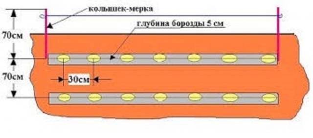 Distance between rows when planting potatoes