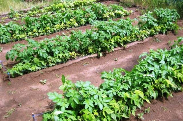 Distance between rows when planting potatoes